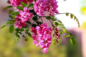 香花槐
