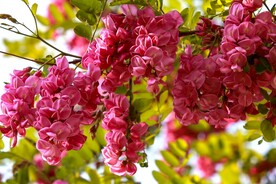 香花槐