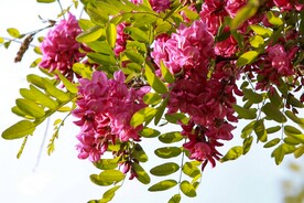 香花槐