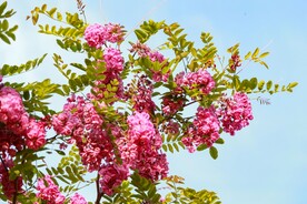 香花槐
