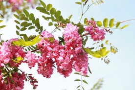 香花槐