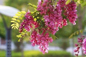 香花槐