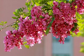 香花槐