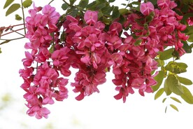 香花槐