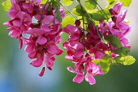 香花槐