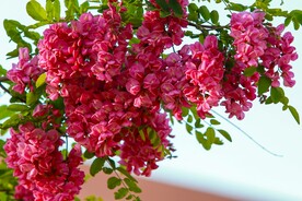 香花槐