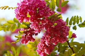香花槐