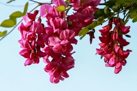 香花槐