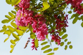 香花槐
