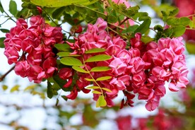 香花槐