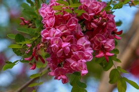 香花槐