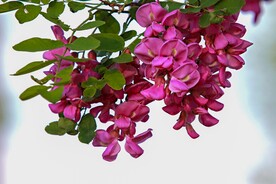 香花槐