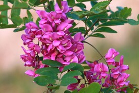 香花槐