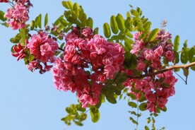 香花槐