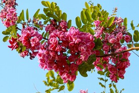 香花槐