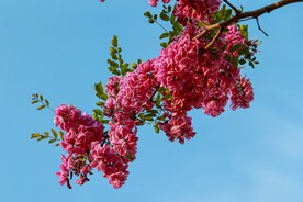 香花槐