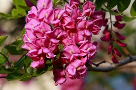 香花槐