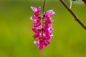 香花槐