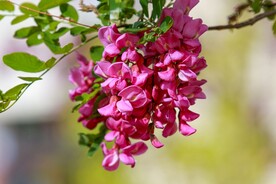 香花槐