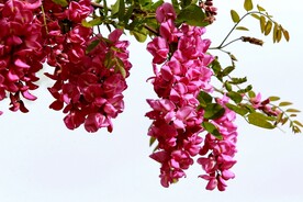 香花槐