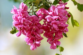 香花槐