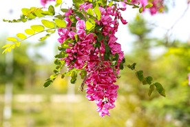 香花槐