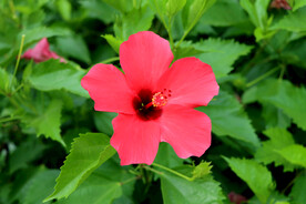 朱槿花