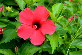 朱槿花