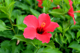 扶桑花