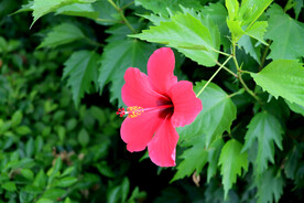 朱槿花