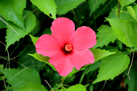 扶桑花