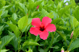 扶桑花