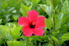 扶桑花