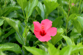 扶桑花