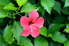 扶桑花