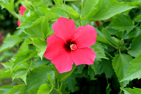 扶桑花