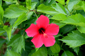 朱槿花