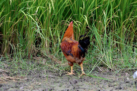 田园土鸡
