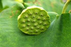 莲蓬莲子