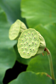 莲蓬莲子