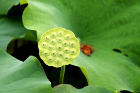 莲蓬莲子