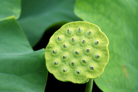 莲蓬莲子
