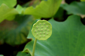 莲蓬莲子
