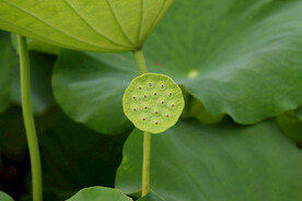莲蓬莲子