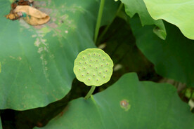 莲蓬莲子