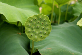 莲蓬莲子