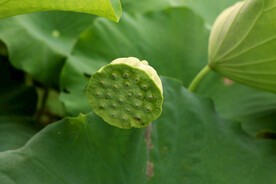 莲蓬莲子