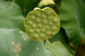 莲蓬莲子