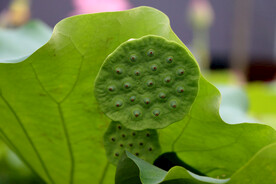 莲蓬莲子