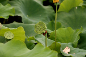 莲蓬莲子